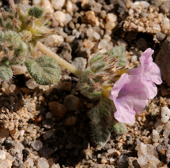 Planta de Flor de Arena