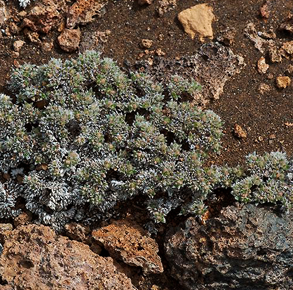 Planta de Flor de Arena